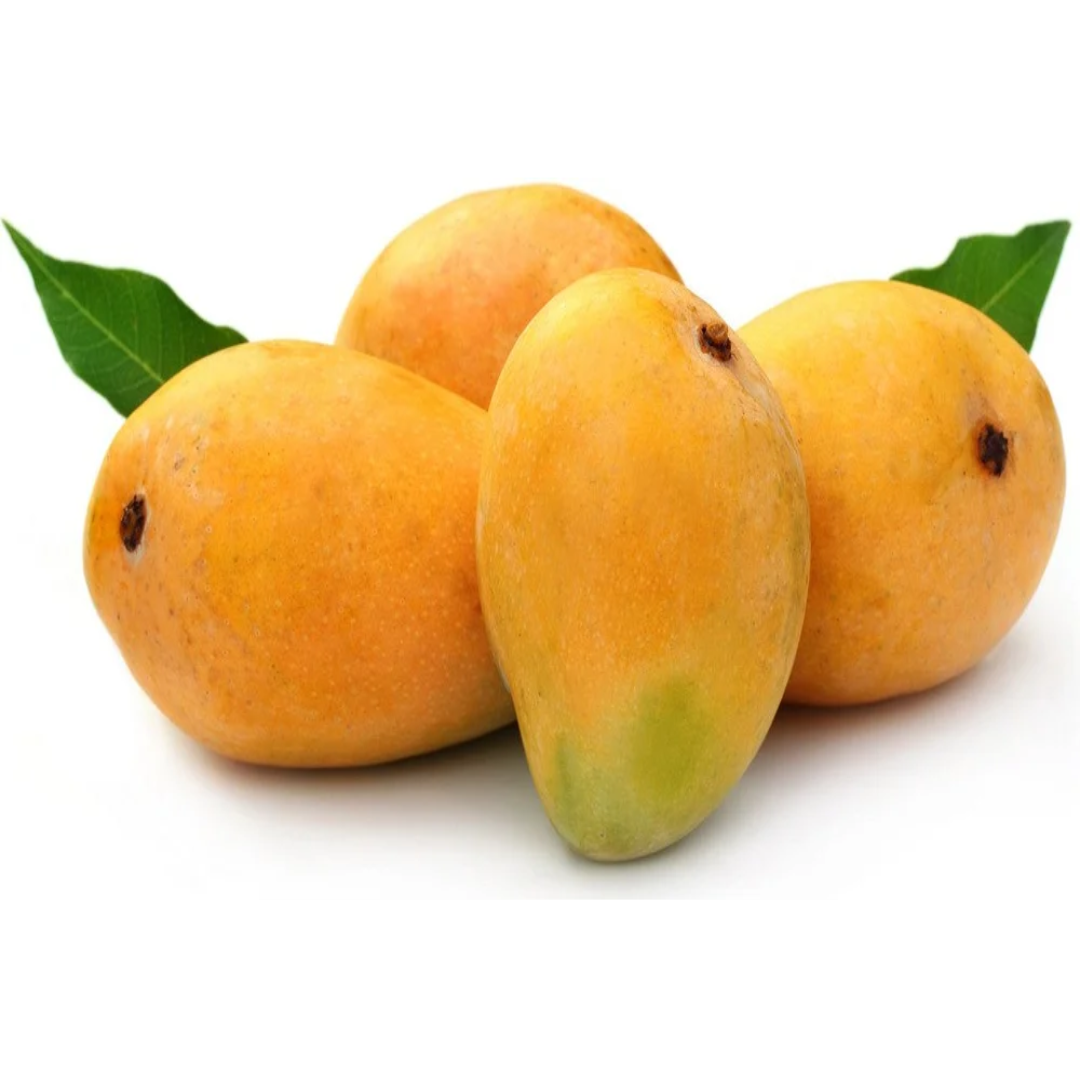 Wholesale Yellow Alphonso Mango – Oman
